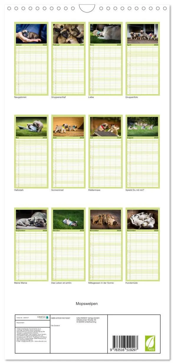 Bild: 9783516519297 | Familienplaner 2026 - Mopswelpen mit 5 Spalten (Wandkalender, 21 x...