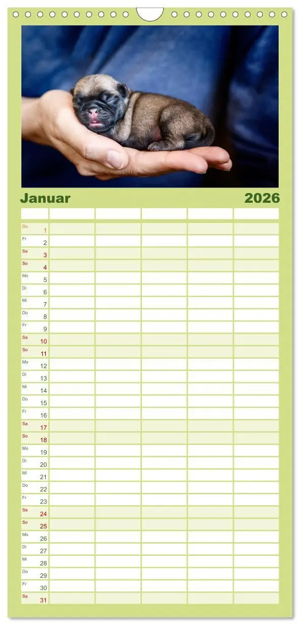 Bild: 9783516519297 | Familienplaner 2026 - Mopswelpen mit 5 Spalten (Wandkalender, 21 x...