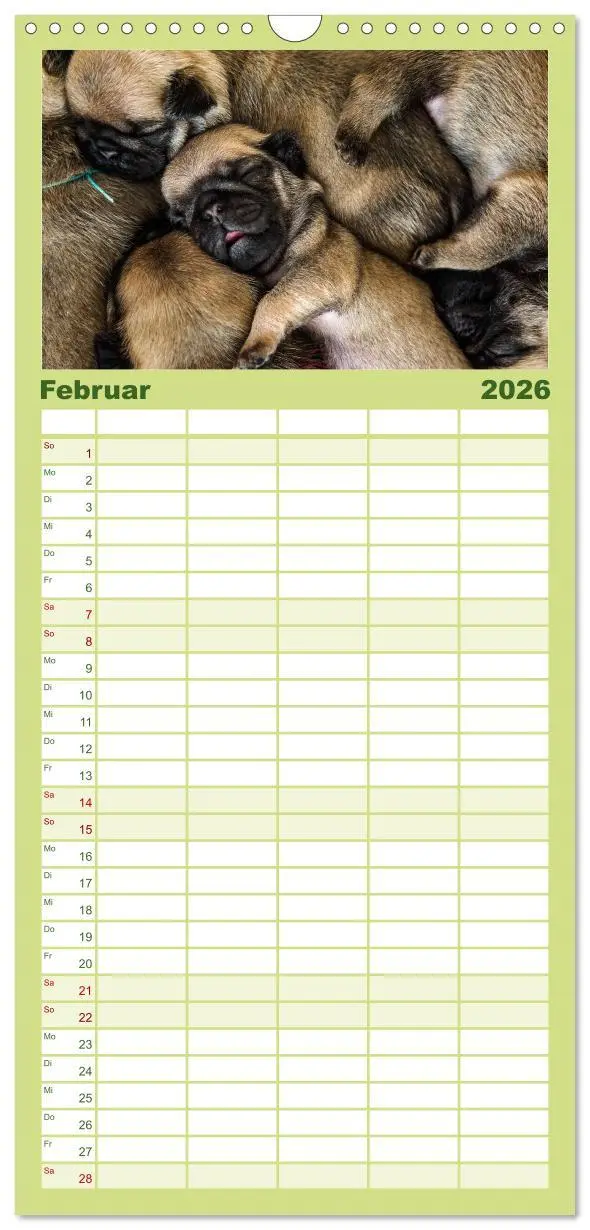 Bild: 9783516519297 | Familienplaner 2026 - Mopswelpen mit 5 Spalten (Wandkalender, 21 x...