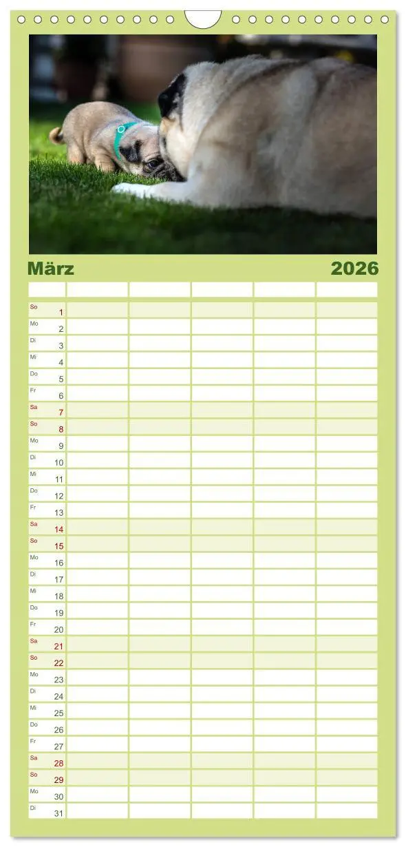 Bild: 9783516519297 | Familienplaner 2026 - Mopswelpen mit 5 Spalten (Wandkalender, 21 x...