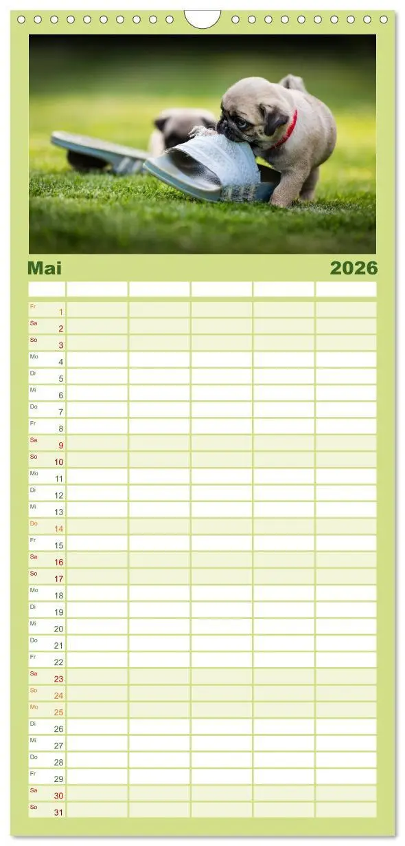 Bild: 9783516519297 | Familienplaner 2026 - Mopswelpen mit 5 Spalten (Wandkalender, 21 x...