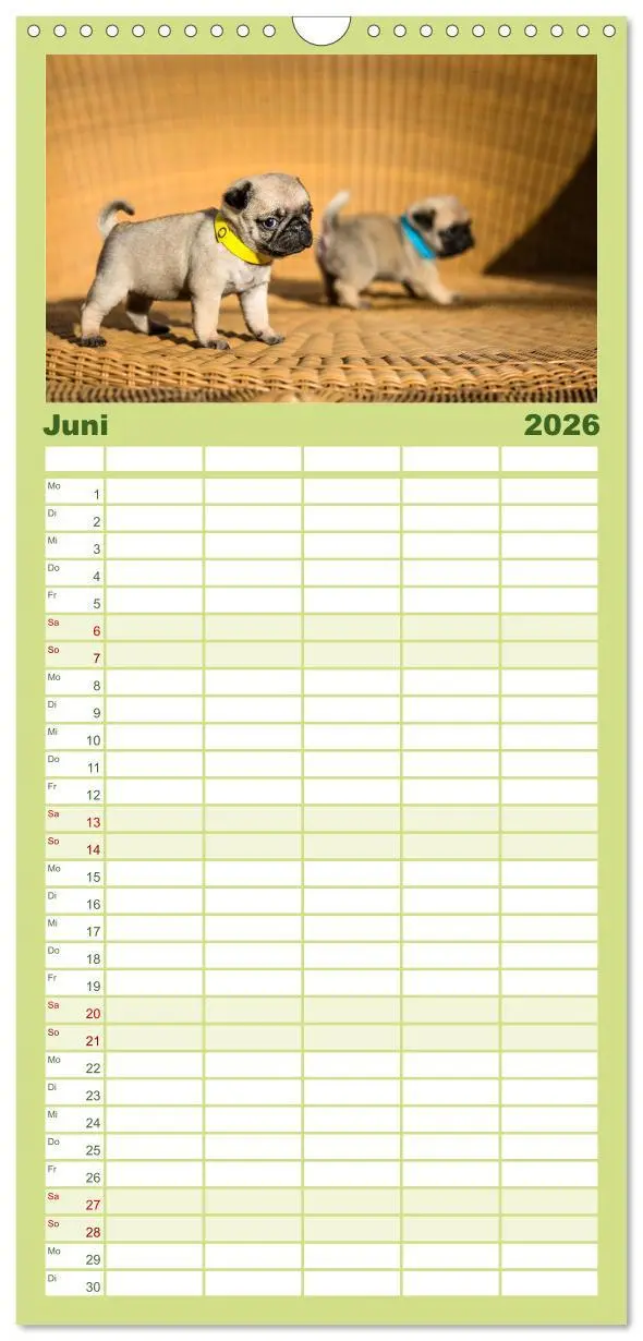 Bild: 9783516519297 | Familienplaner 2026 - Mopswelpen mit 5 Spalten (Wandkalender, 21 x...