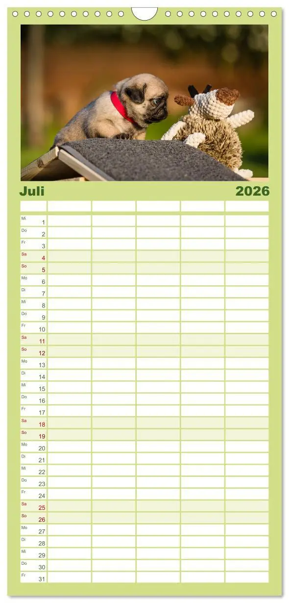 Bild: 9783516519297 | Familienplaner 2026 - Mopswelpen mit 5 Spalten (Wandkalender, 21 x...