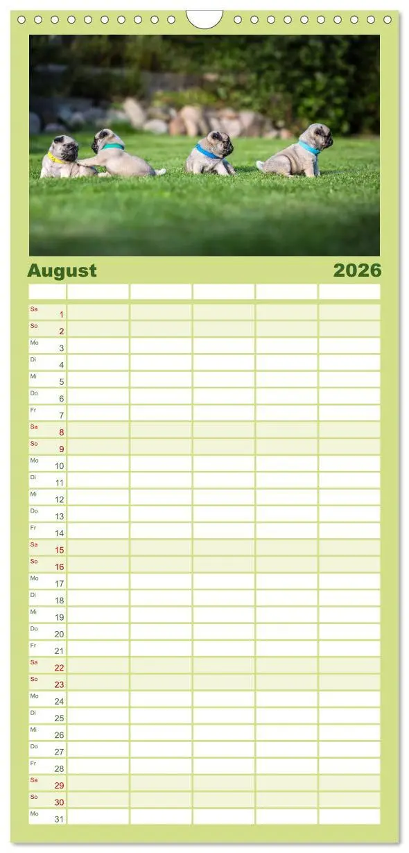 Bild: 9783516519297 | Familienplaner 2026 - Mopswelpen mit 5 Spalten (Wandkalender, 21 x...