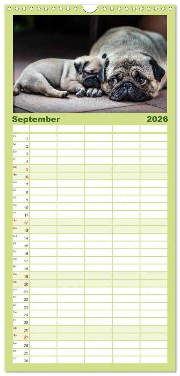 Bild: 9783516519297 | Familienplaner 2026 - Mopswelpen mit 5 Spalten (Wandkalender, 21 x...