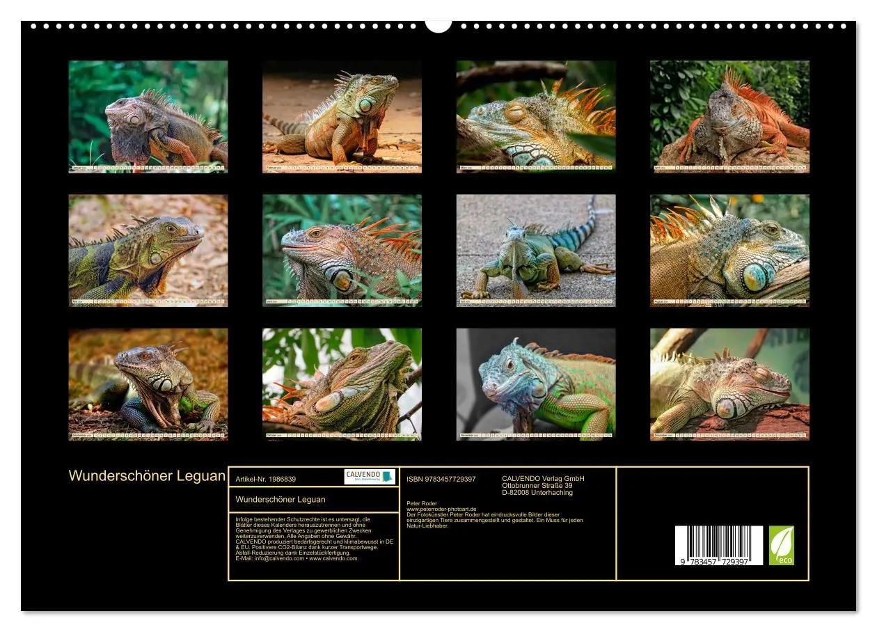 Bild: 9783457729397 | Wunderschöner Leguan (hochwertiger Premium Wandkalender 2026 DIN A2...