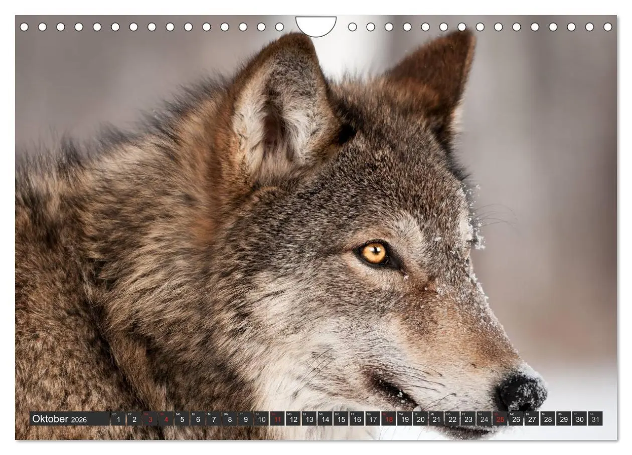 Bild: 9783516049497 | Wölfe. Graue Eminenzen (Wandkalender 2026 DIN A4 quer), CALVENDO...