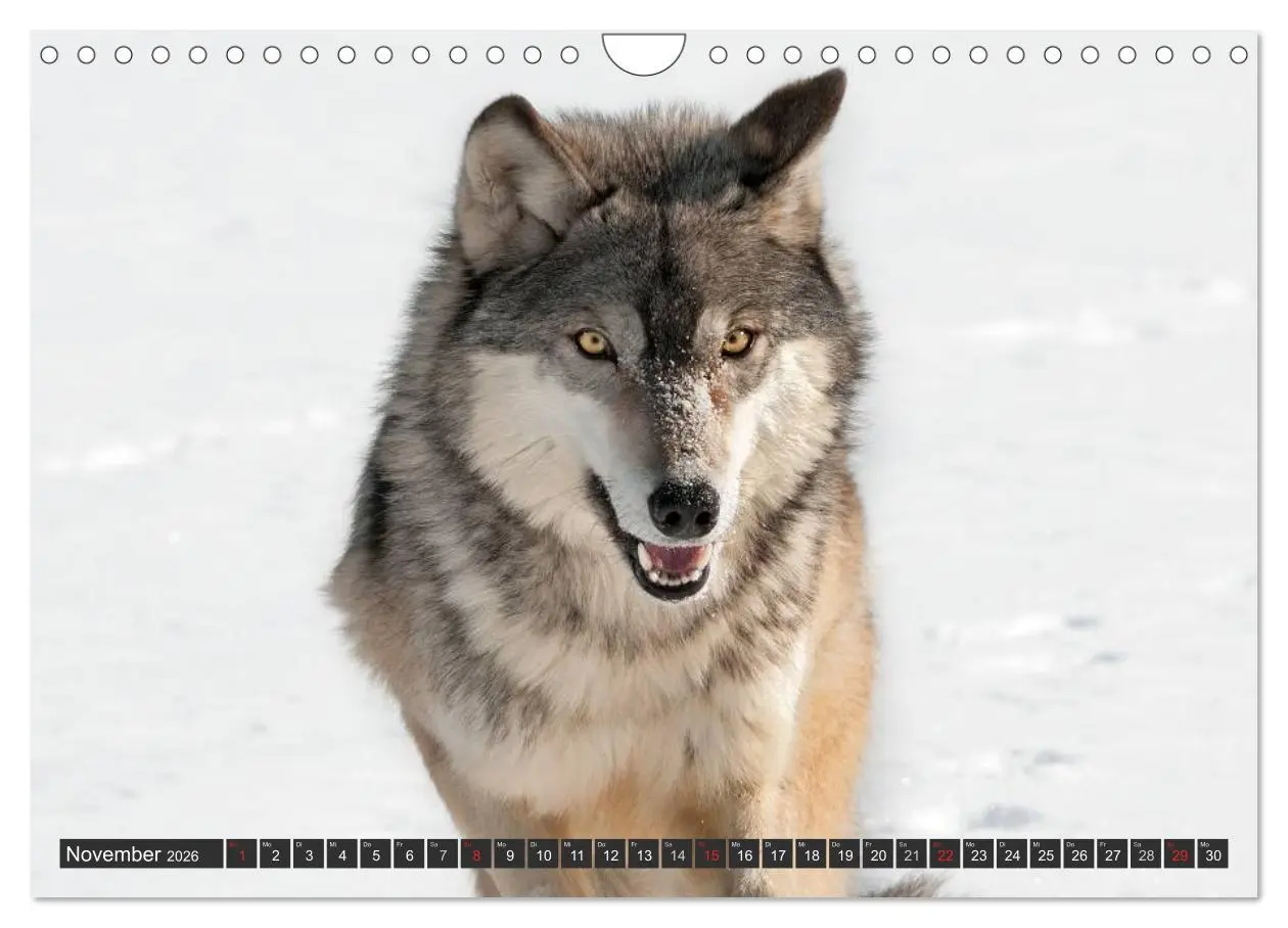 Bild: 9783516049497 | Wölfe. Graue Eminenzen (Wandkalender 2026 DIN A4 quer), CALVENDO...