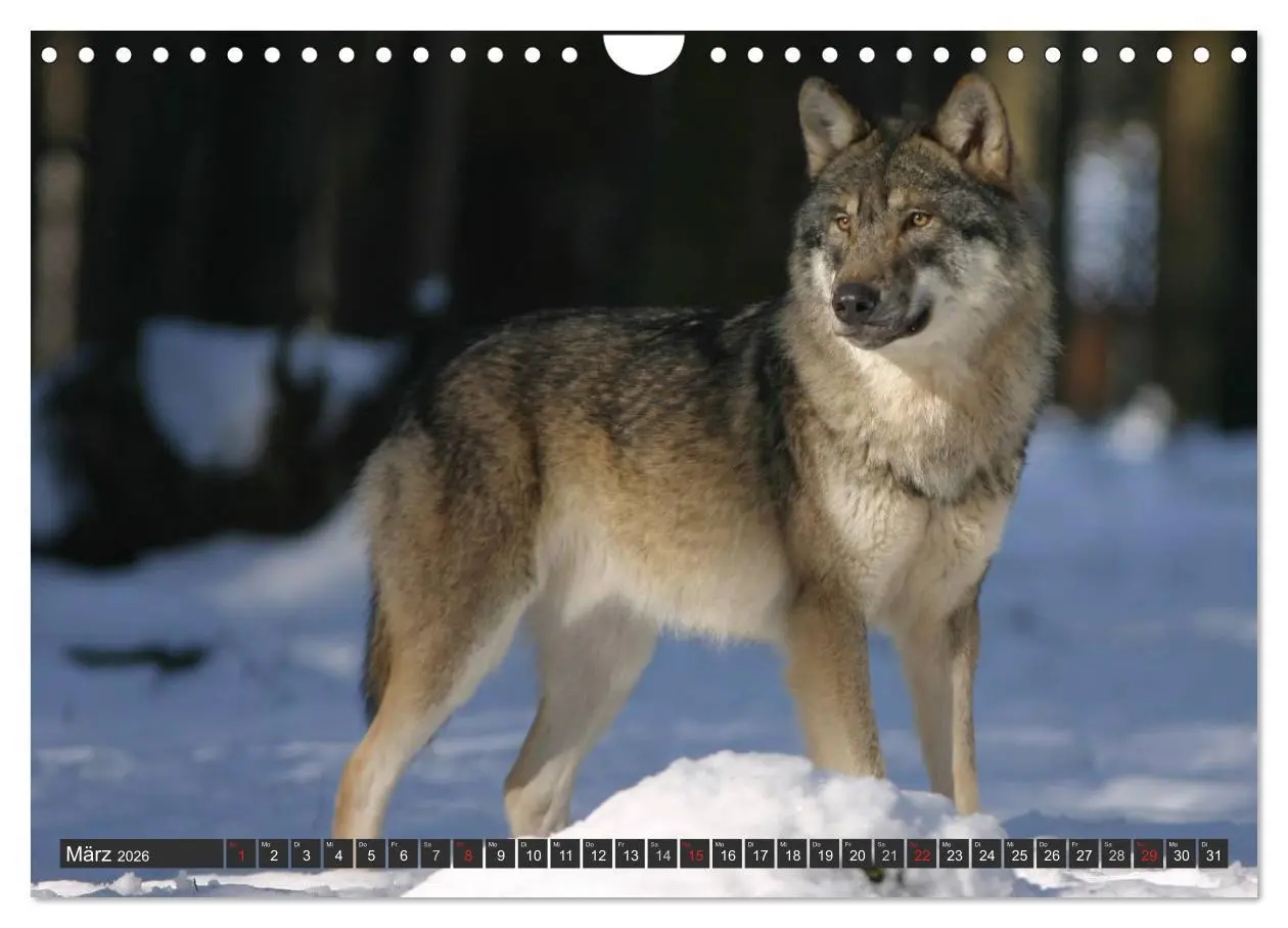 Bild: 9783516049497 | Wölfe. Graue Eminenzen (Wandkalender 2026 DIN A4 quer), CALVENDO...