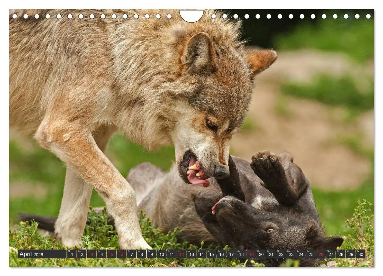 Bild: 9783516049497 | Wölfe. Graue Eminenzen (Wandkalender 2026 DIN A4 quer), CALVENDO...