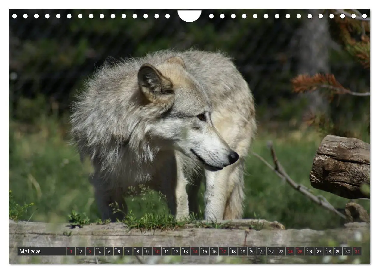 Bild: 9783516049497 | Wölfe. Graue Eminenzen (Wandkalender 2026 DIN A4 quer), CALVENDO...