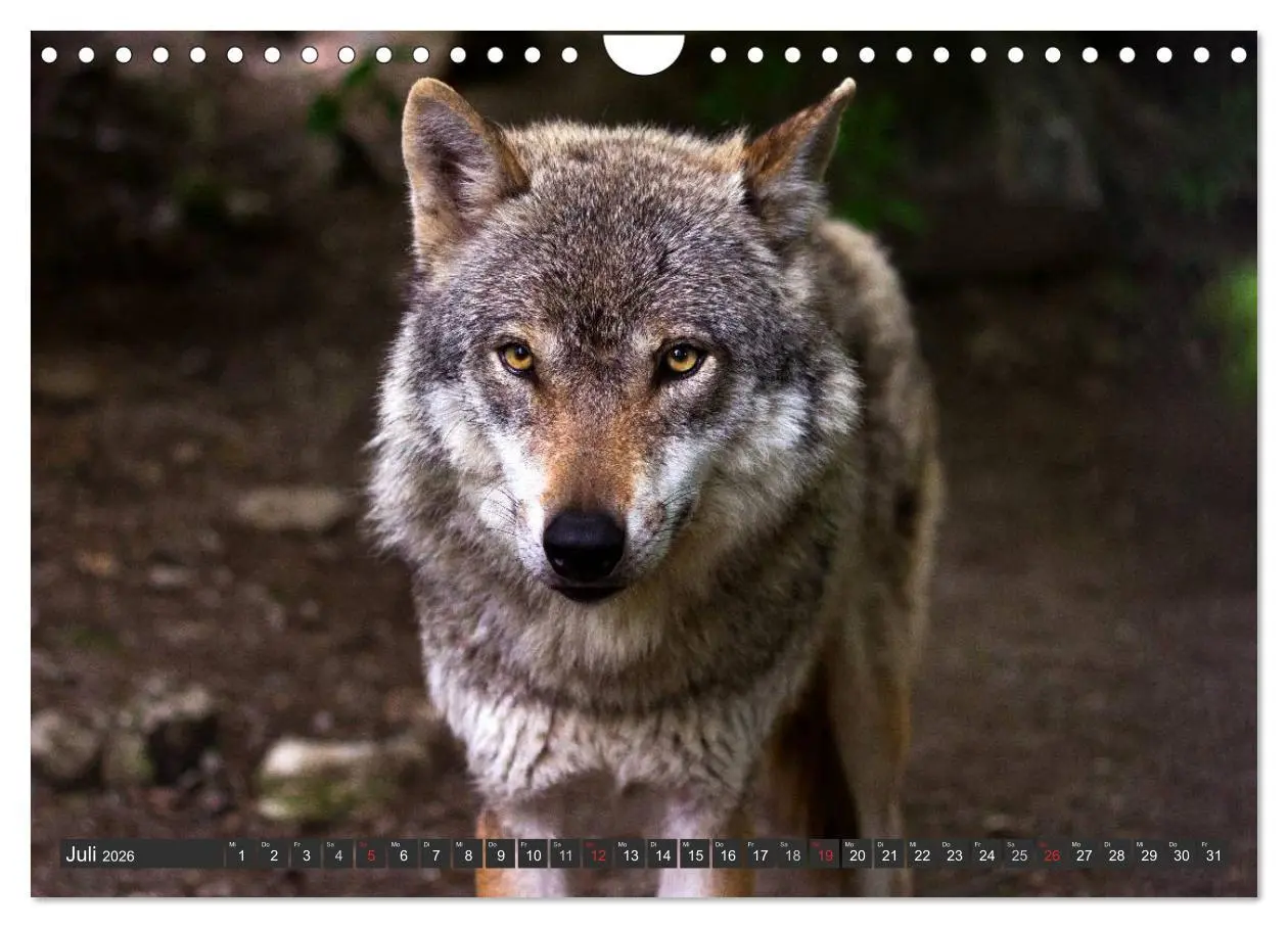 Bild: 9783516049497 | Wölfe. Graue Eminenzen (Wandkalender 2026 DIN A4 quer), CALVENDO...