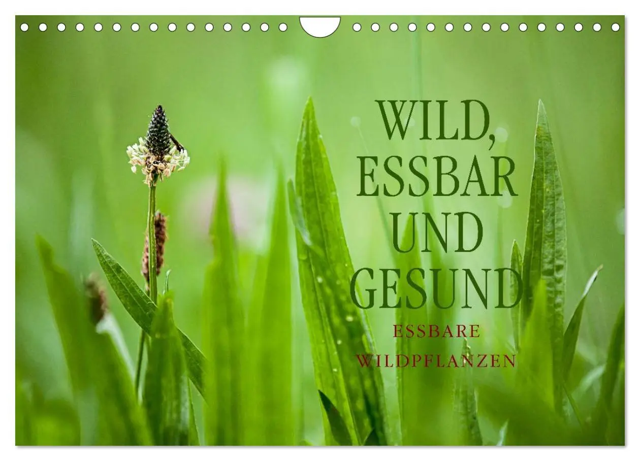 Cover: 9783516119497 | WILD, ESSBAR UND GESUND Essbare Wildpflanzen (Wandkalender 2026 DIN...