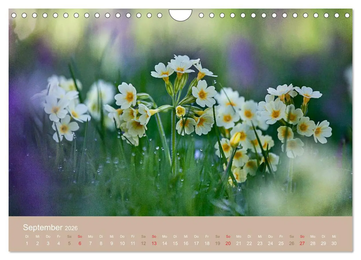 Bild: 9783516119497 | WILD, ESSBAR UND GESUND Essbare Wildpflanzen (Wandkalender 2026 DIN...