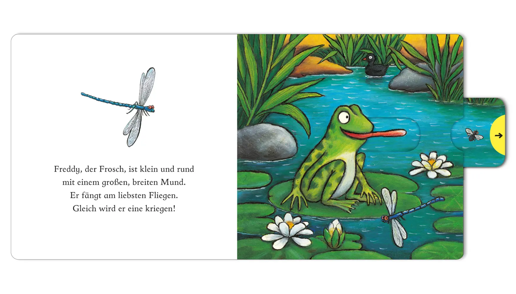 Bild: 9783407759597 | Freddy, der Frosch | Pappbilderbuch zum Schieben, Ziehen, Spielen