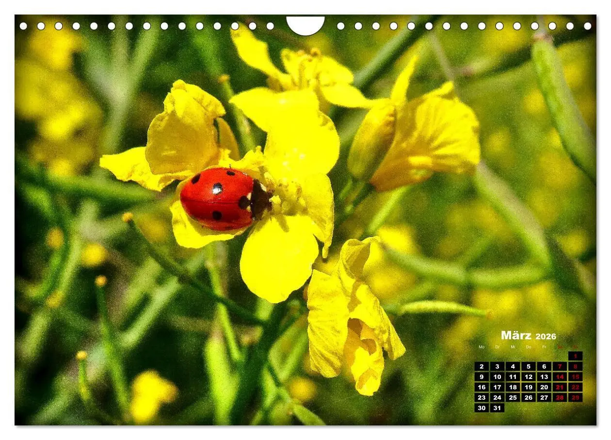 Bild: 9783457329597 | Viel Glück! (Wandkalender 2026 DIN A4 quer), CALVENDO Monatskalender