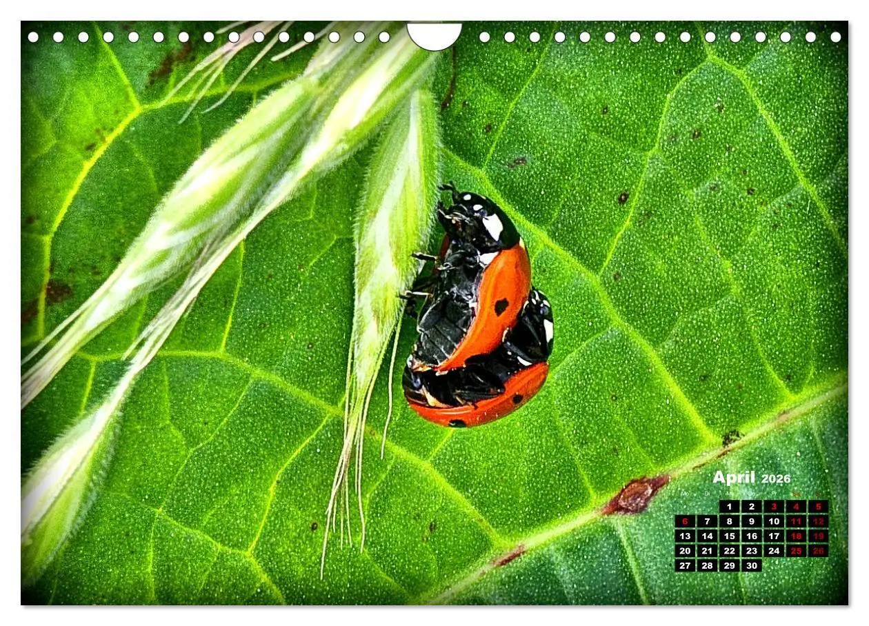 Bild: 9783457329597 | Viel Glück! (Wandkalender 2026 DIN A4 quer), CALVENDO Monatskalender