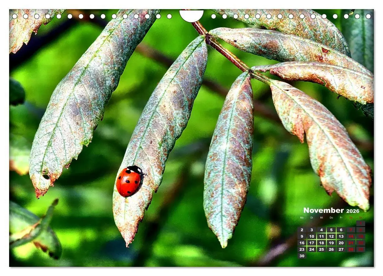 Bild: 9783457329597 | Viel Glück! (Wandkalender 2026 DIN A4 quer), CALVENDO Monatskalender