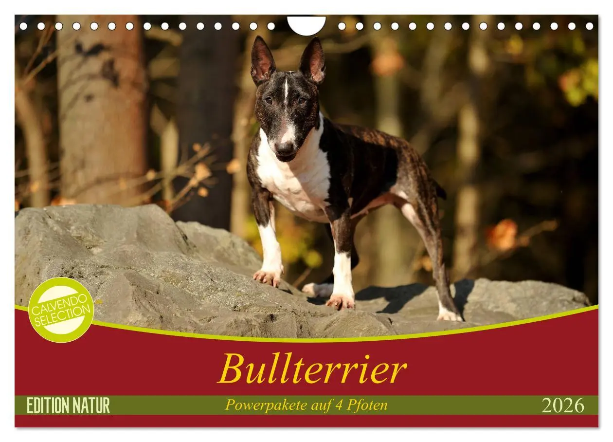 Cover: 9783457879597 | Bullterrier, Powerpakete auf 4 Pfoten (Wandkalender 2026 DIN A4...