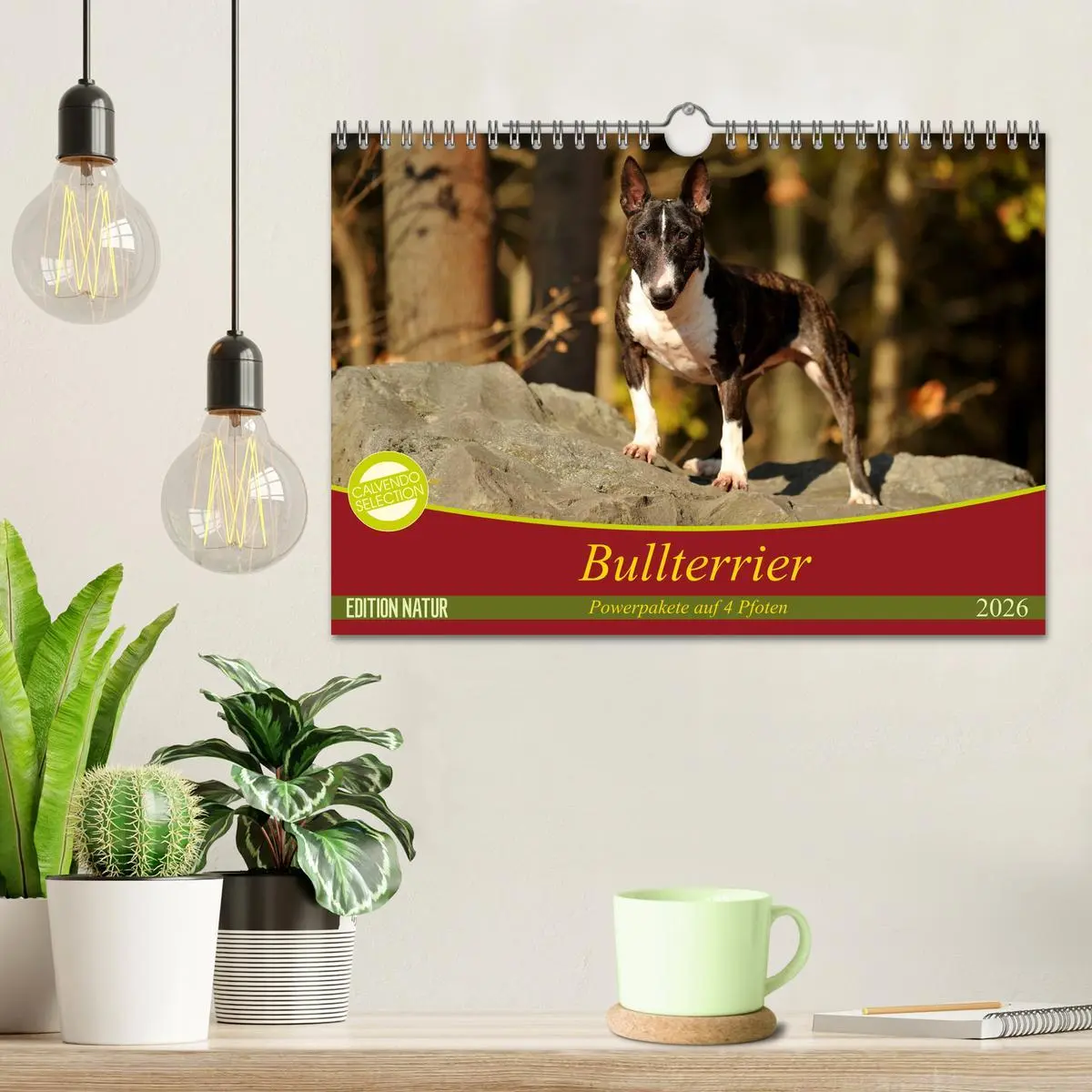 Bild: 9783457879597 | Bullterrier, Powerpakete auf 4 Pfoten (Wandkalender 2026 DIN A4...
