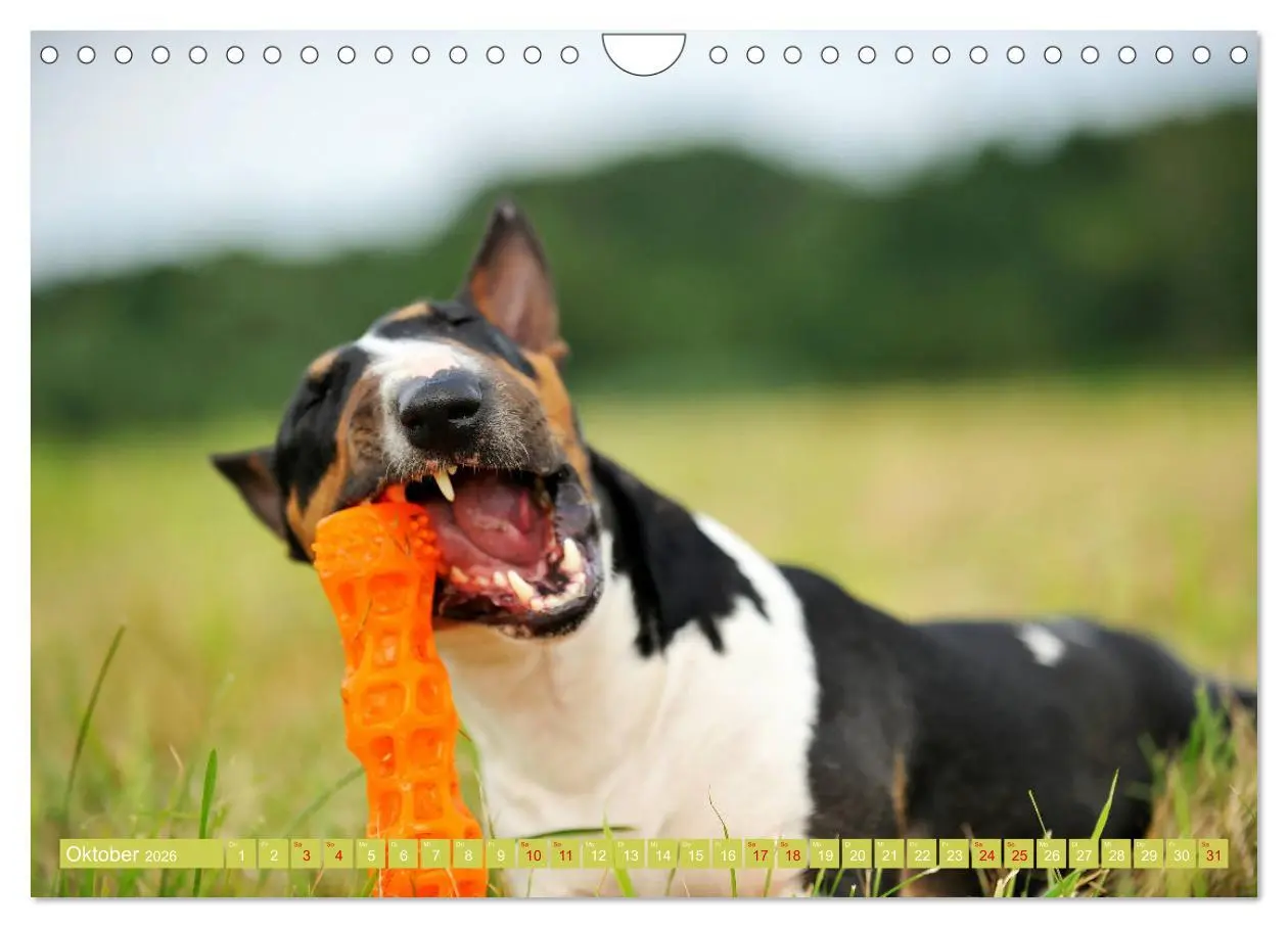 Bild: 9783457879597 | Bullterrier, Powerpakete auf 4 Pfoten (Wandkalender 2026 DIN A4...