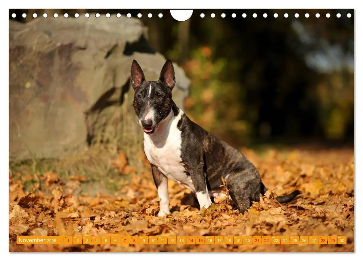 Bild: 9783457879597 | Bullterrier, Powerpakete auf 4 Pfoten (Wandkalender 2026 DIN A4...