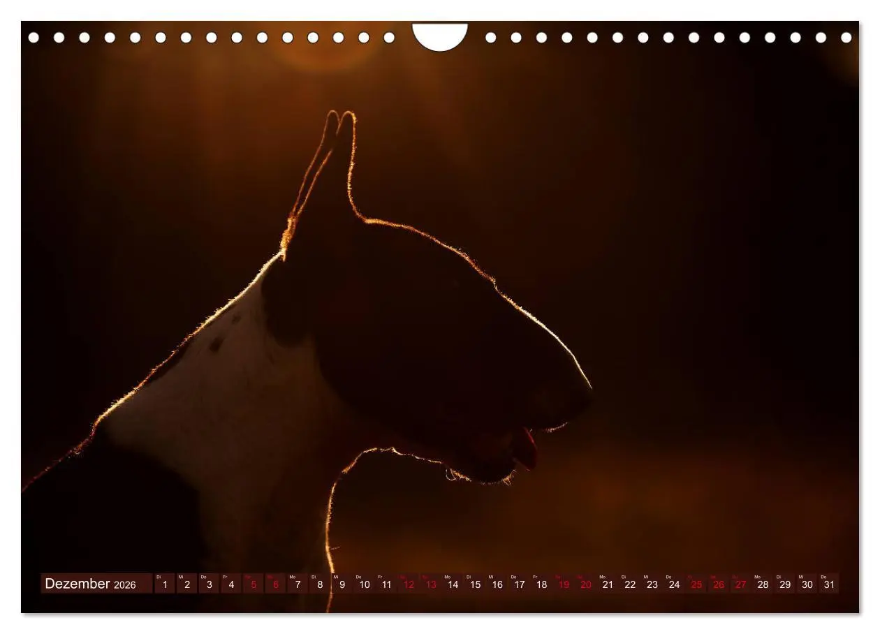 Bild: 9783457879597 | Bullterrier, Powerpakete auf 4 Pfoten (Wandkalender 2026 DIN A4...