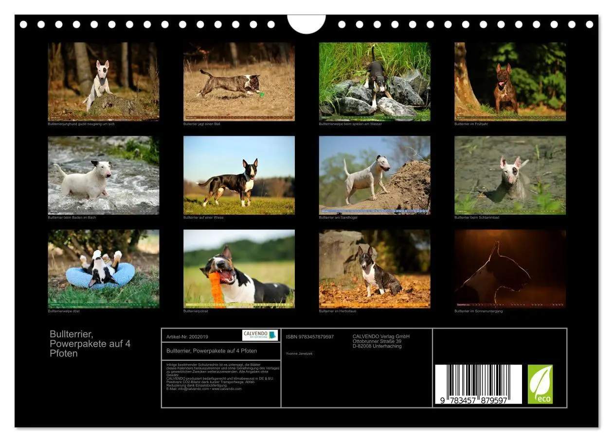 Bild: 9783457879597 | Bullterrier, Powerpakete auf 4 Pfoten (Wandkalender 2026 DIN A4...