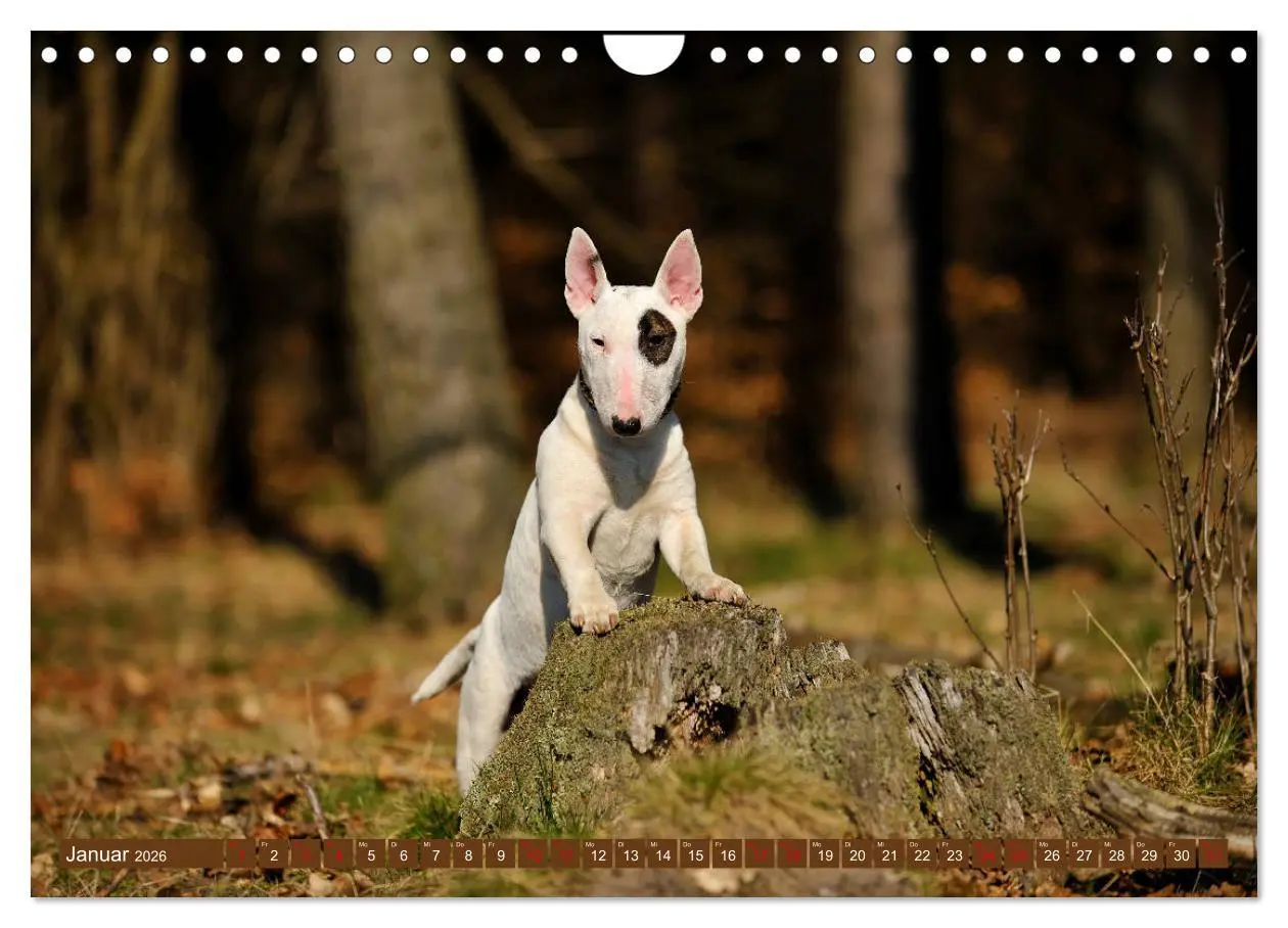 Bild: 9783457879597 | Bullterrier, Powerpakete auf 4 Pfoten (Wandkalender 2026 DIN A4...