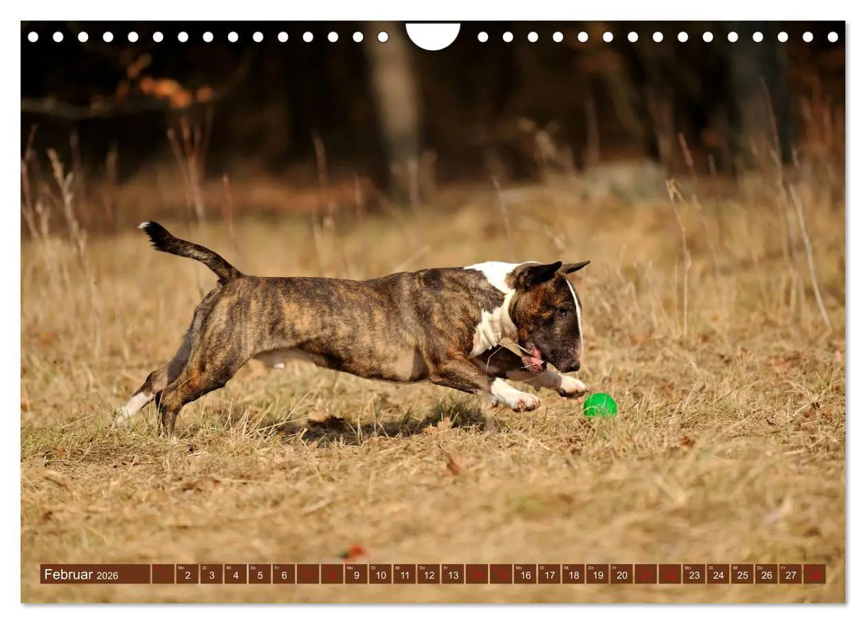 Bild: 9783457879597 | Bullterrier, Powerpakete auf 4 Pfoten (Wandkalender 2026 DIN A4...