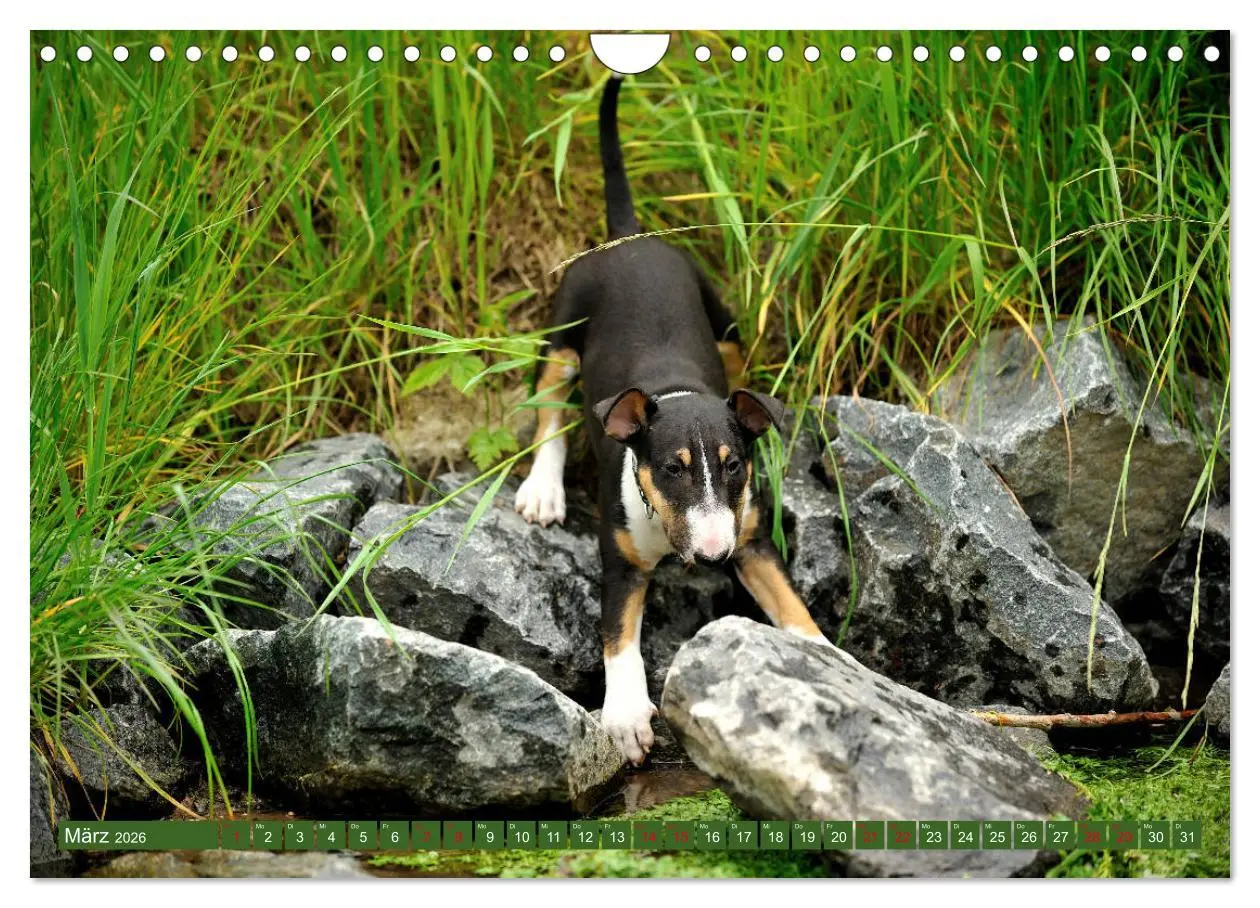 Bild: 9783457879597 | Bullterrier, Powerpakete auf 4 Pfoten (Wandkalender 2026 DIN A4...