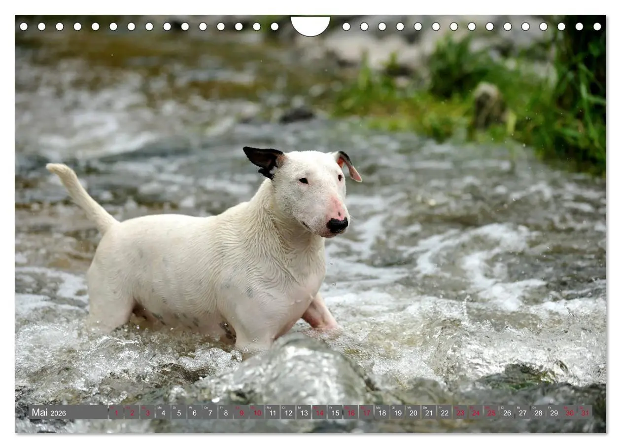Bild: 9783457879597 | Bullterrier, Powerpakete auf 4 Pfoten (Wandkalender 2026 DIN A4...