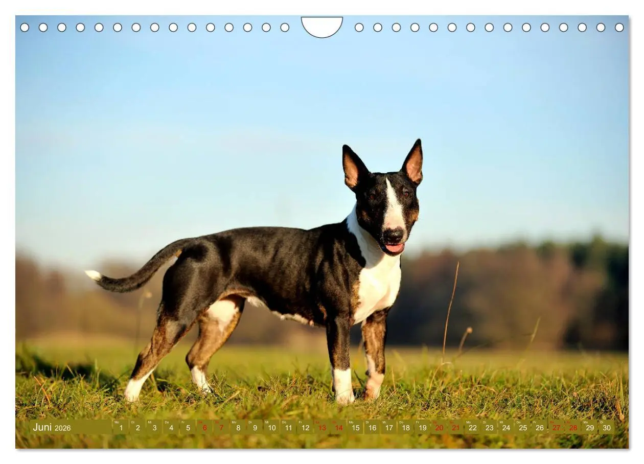 Bild: 9783457879597 | Bullterrier, Powerpakete auf 4 Pfoten (Wandkalender 2026 DIN A4...