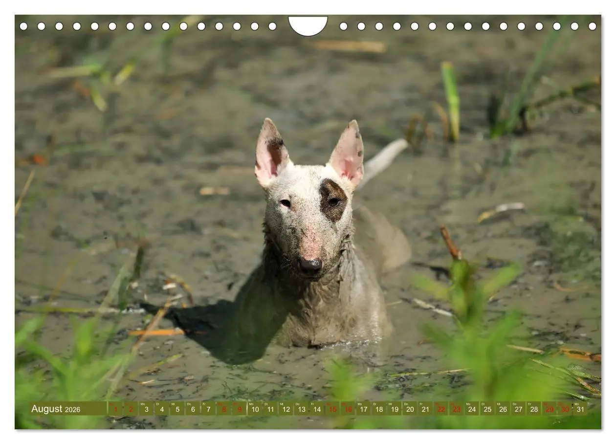 Bild: 9783457879597 | Bullterrier, Powerpakete auf 4 Pfoten (Wandkalender 2026 DIN A4...
