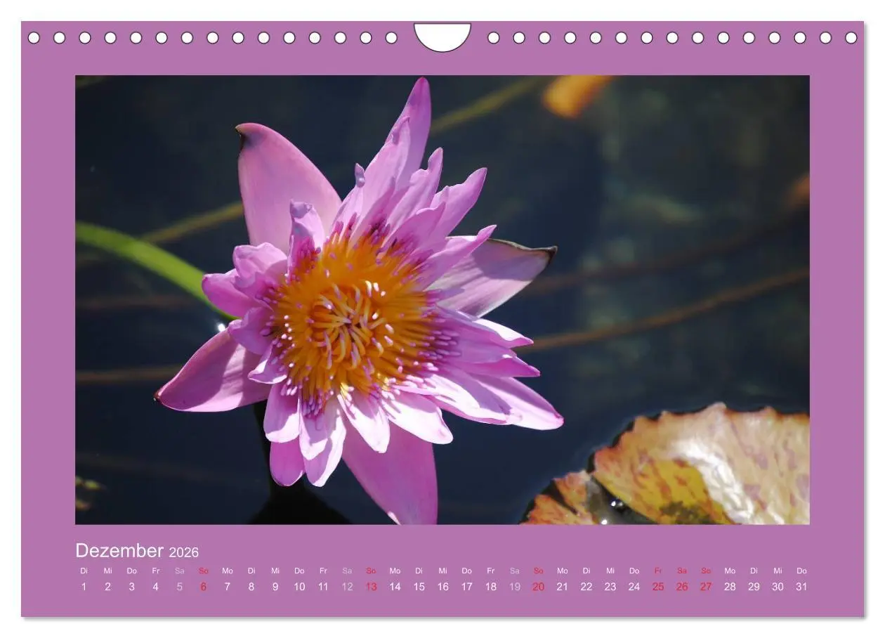 Bild: 9783516039597 | Aloha Blütenzauber aus Hawaii (Wandkalender 2026 DIN A4 quer),...