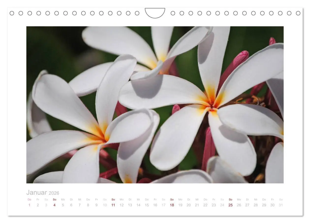 Bild: 9783516039597 | Aloha Blütenzauber aus Hawaii (Wandkalender 2026 DIN A4 quer),...