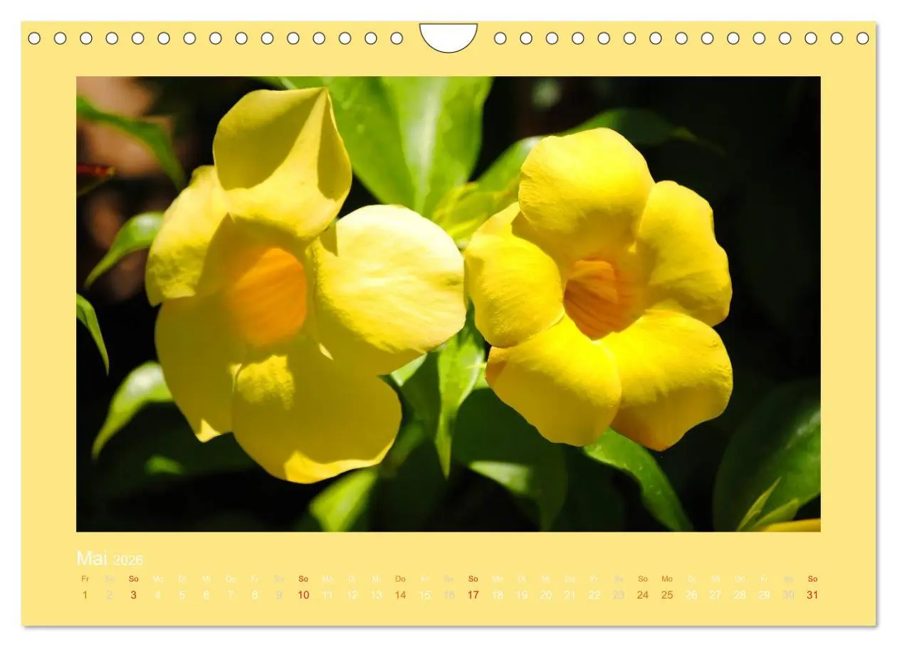 Bild: 9783516039597 | Aloha Blütenzauber aus Hawaii (Wandkalender 2026 DIN A4 quer),...