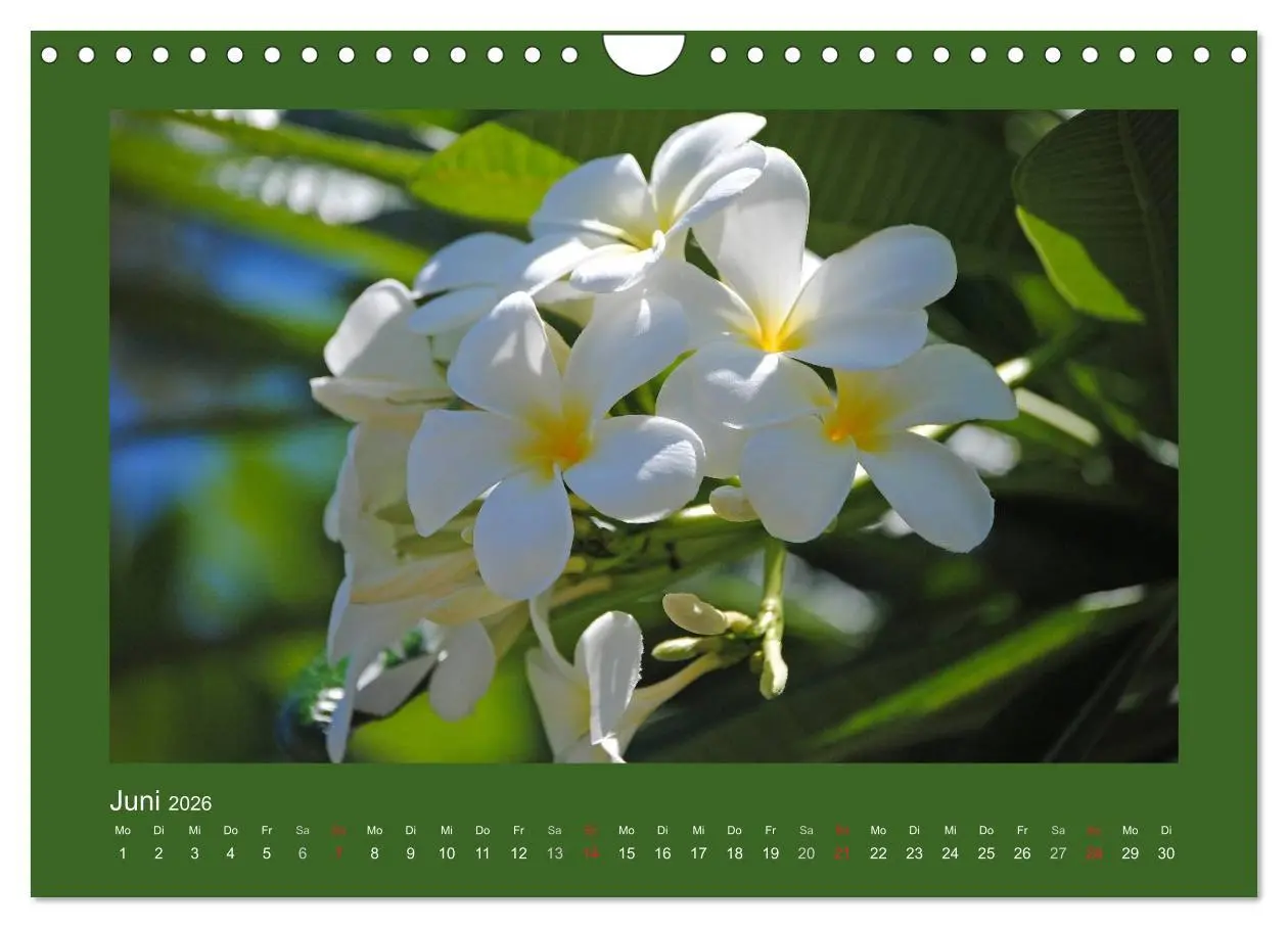 Bild: 9783516039597 | Aloha Blütenzauber aus Hawaii (Wandkalender 2026 DIN A4 quer),...