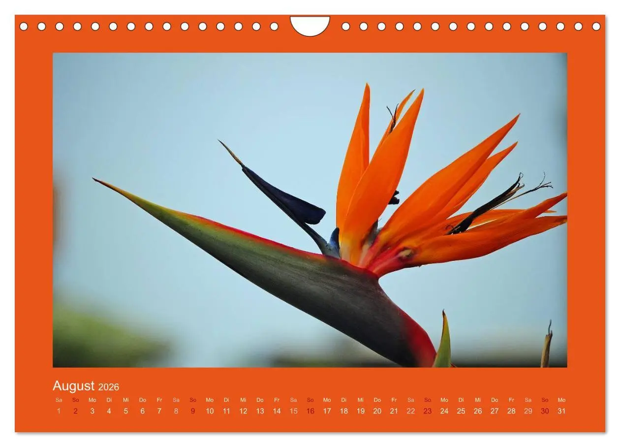 Bild: 9783516039597 | Aloha Blütenzauber aus Hawaii (Wandkalender 2026 DIN A4 quer),...