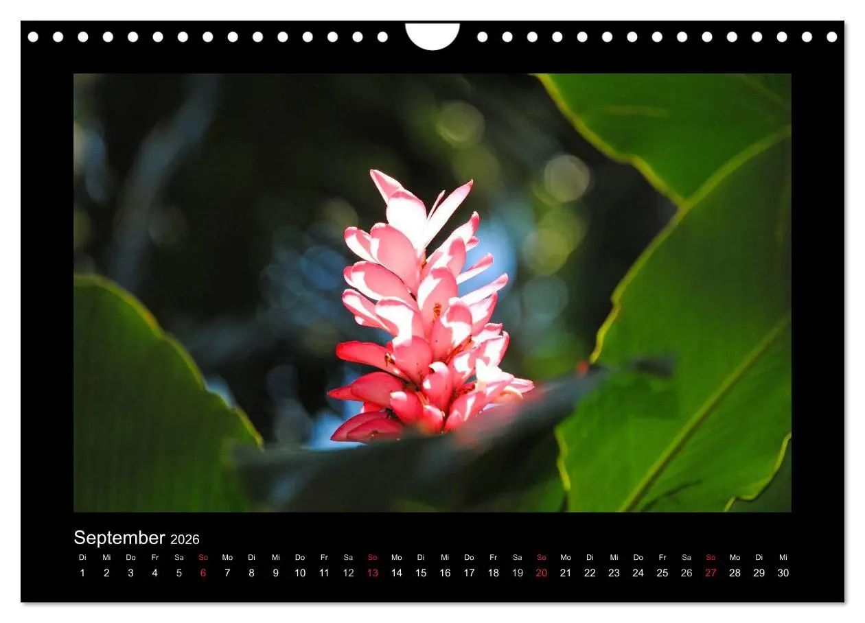 Bild: 9783516039597 | Aloha Blütenzauber aus Hawaii (Wandkalender 2026 DIN A4 quer),...