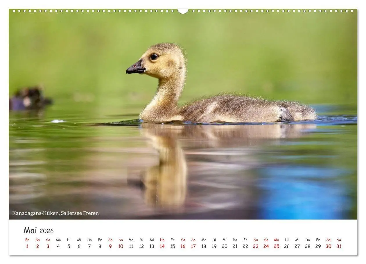 Bild: 9783516729597 | Emsland Impressionen (Wandkalender 2026 DIN A2 quer), CALVENDO...