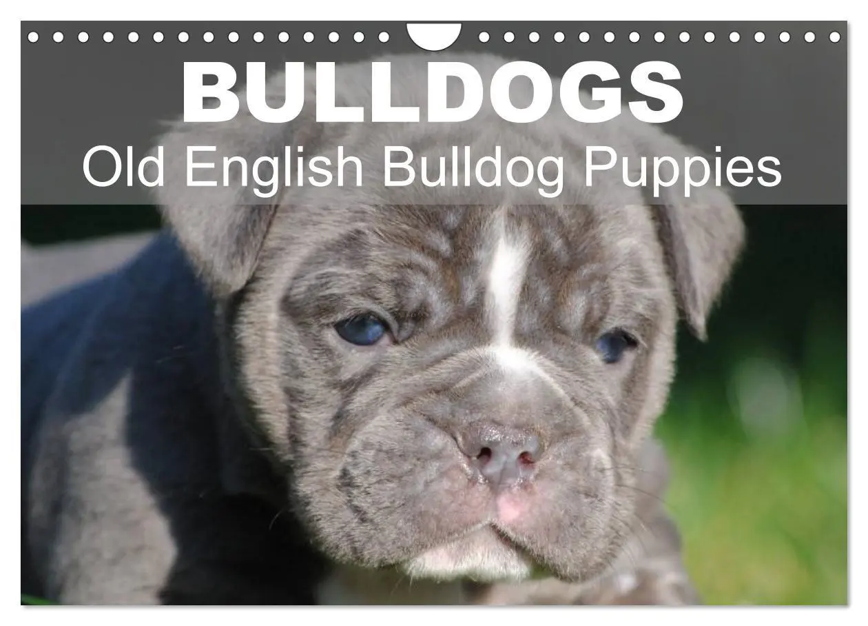 Cover: 9783516579697 | Bulldogs - Old English Bulldog Puppies (Wall Calendar 2026 DIN A4...