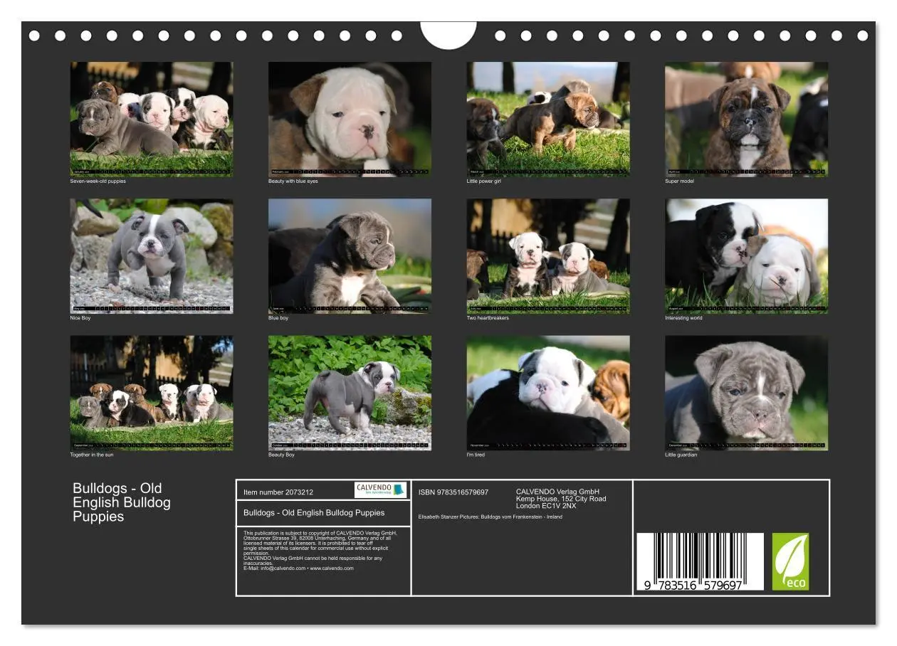 Bild: 9783516579697 | Bulldogs - Old English Bulldog Puppies (Wall Calendar 2026 DIN A4...