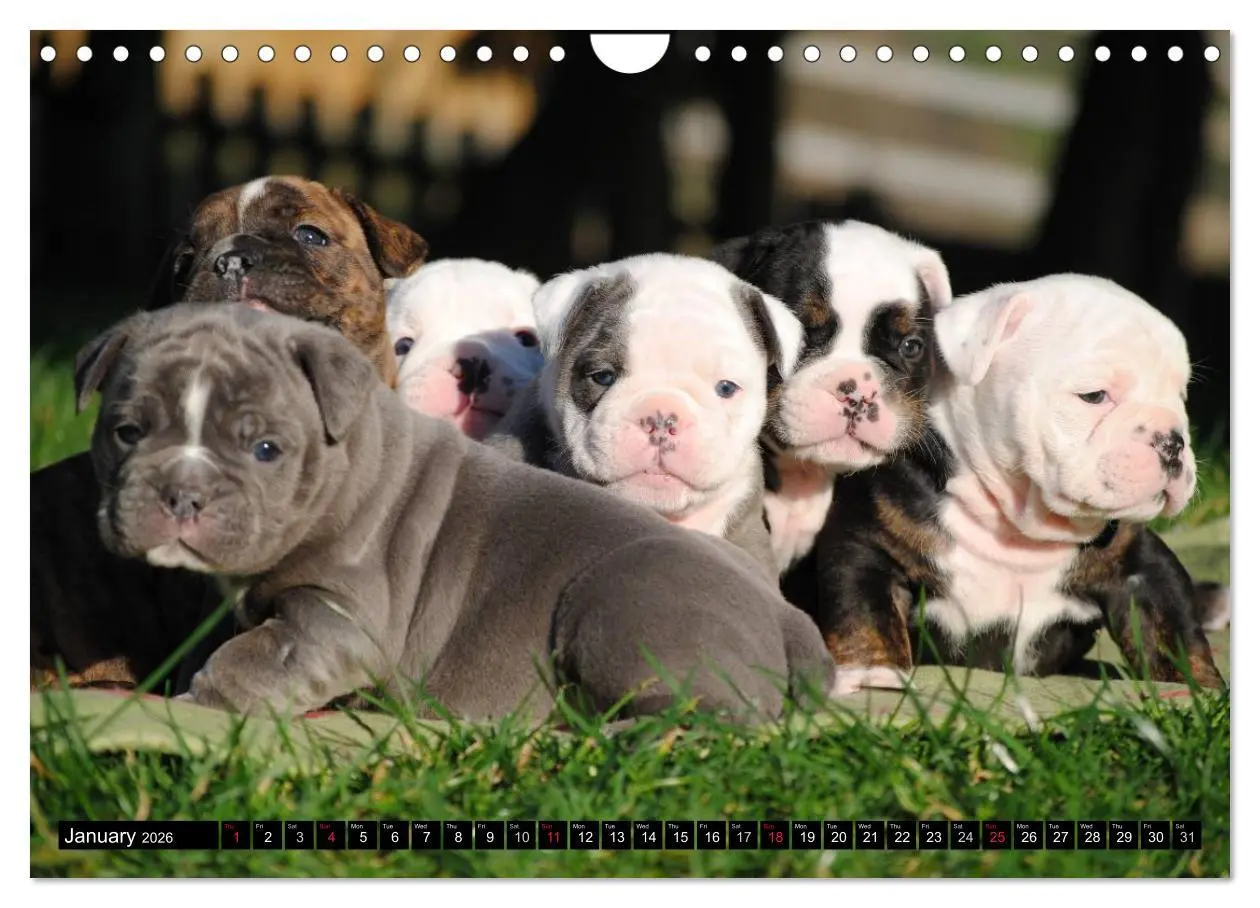Bild: 9783516579697 | Bulldogs - Old English Bulldog Puppies (Wall Calendar 2026 DIN A4...