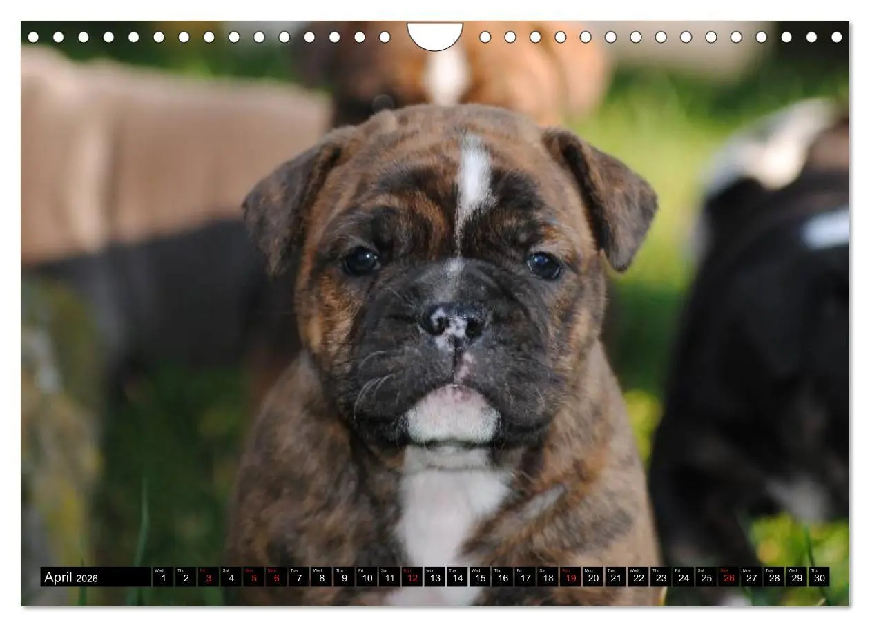 Bild: 9783516579697 | Bulldogs - Old English Bulldog Puppies (Wall Calendar 2026 DIN A4...