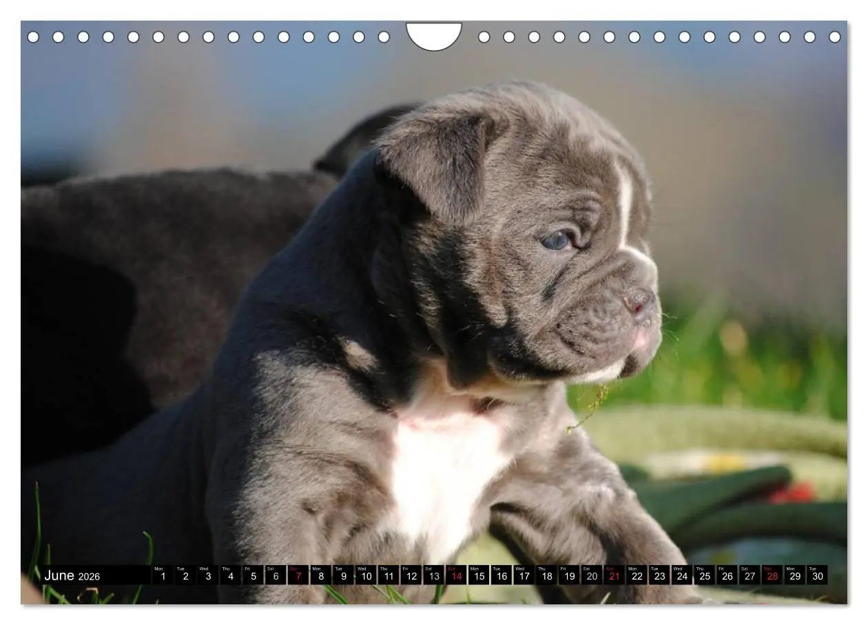 Bild: 9783516579697 | Bulldogs - Old English Bulldog Puppies (Wall Calendar 2026 DIN A4...