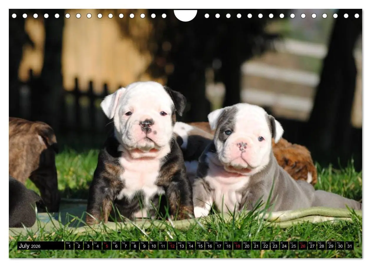 Bild: 9783516579697 | Bulldogs - Old English Bulldog Puppies (Wall Calendar 2026 DIN A4...