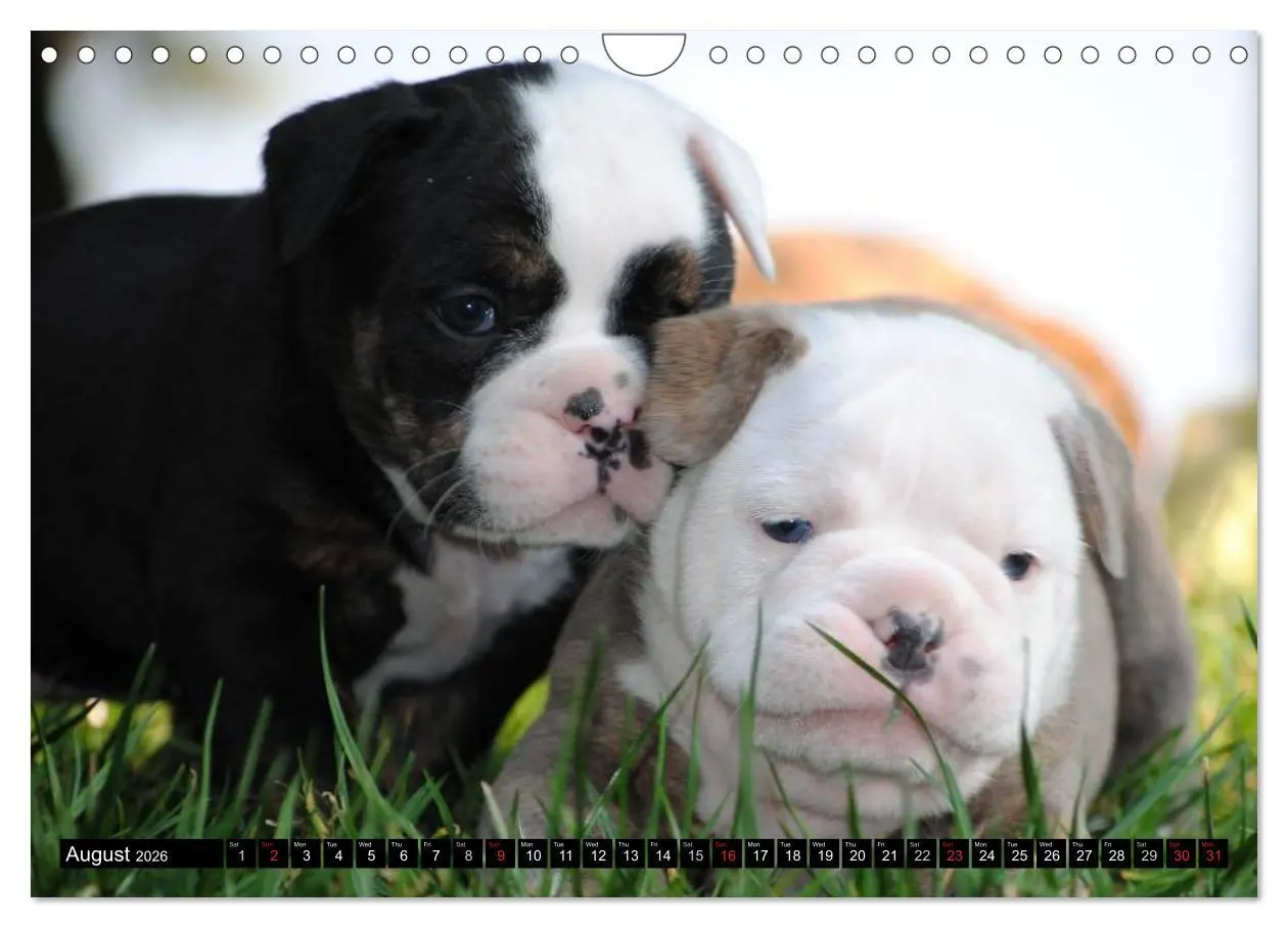 Bild: 9783516579697 | Bulldogs - Old English Bulldog Puppies (Wall Calendar 2026 DIN A4...