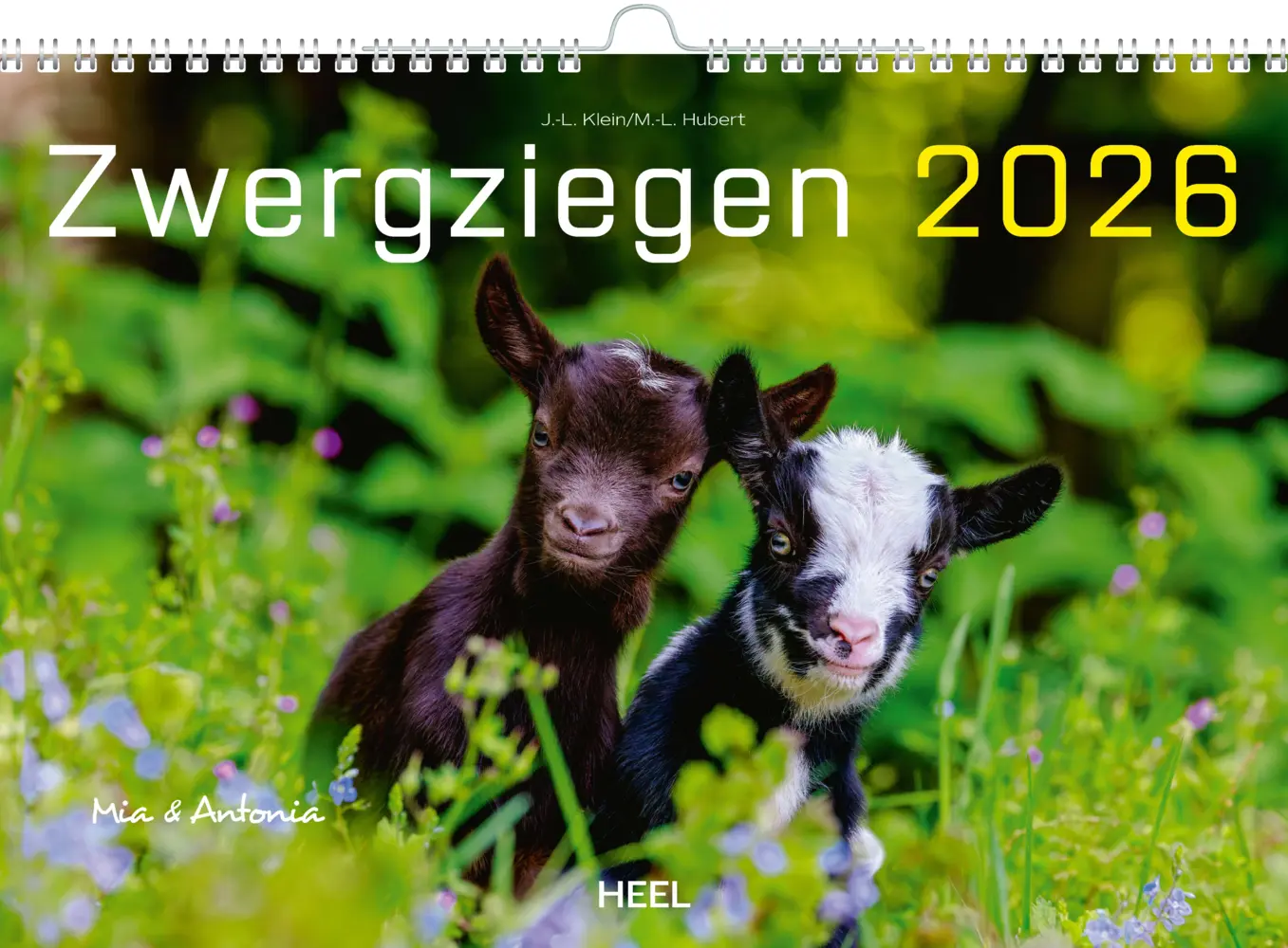 Cover: 9783966649797 | Kalender Zwergziegen 2026 | 12 süße Zwergziegen mit charmanten Namen