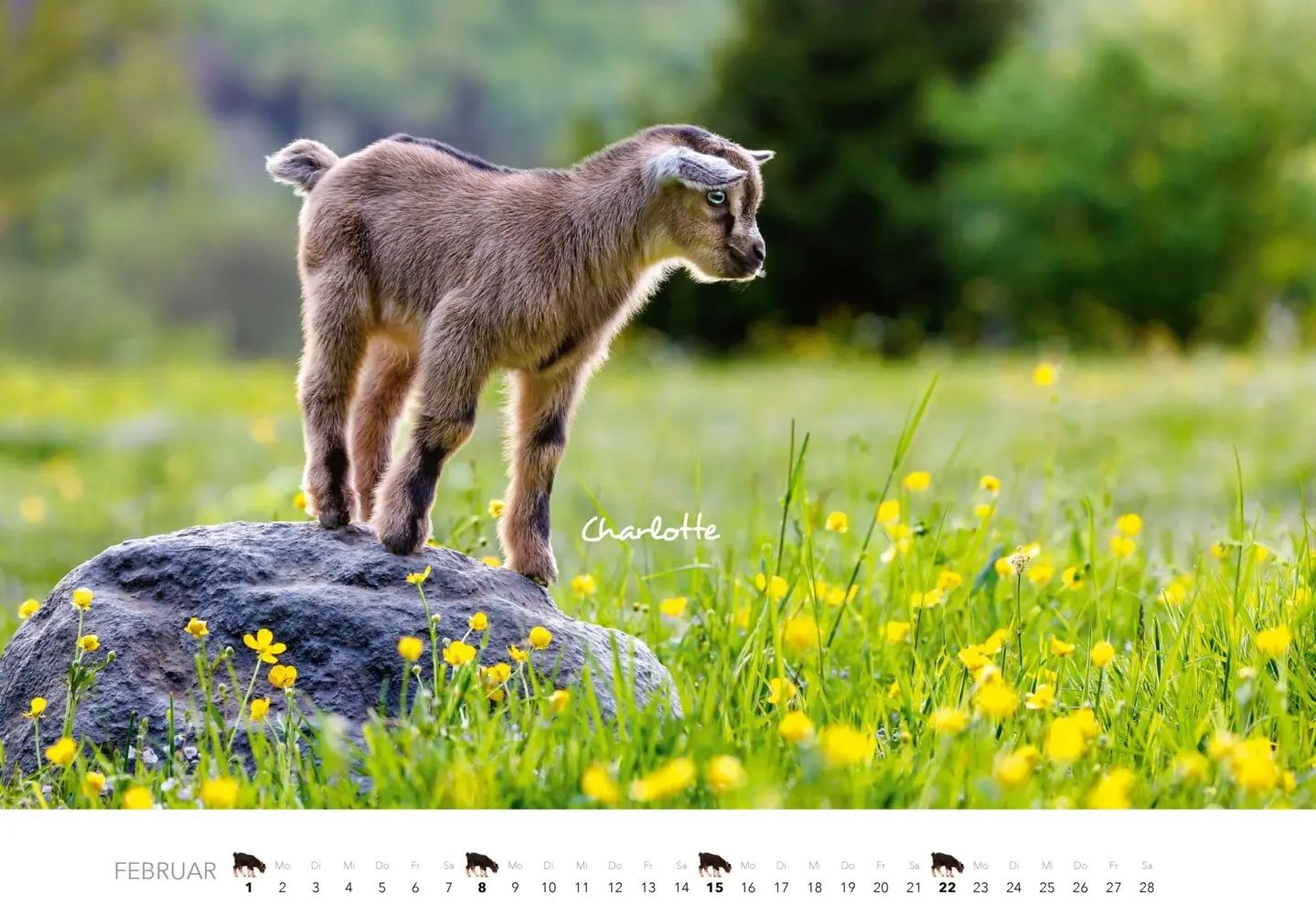 Bild: 9783966649797 | Kalender Zwergziegen 2026 | 12 süße Zwergziegen mit charmanten Namen